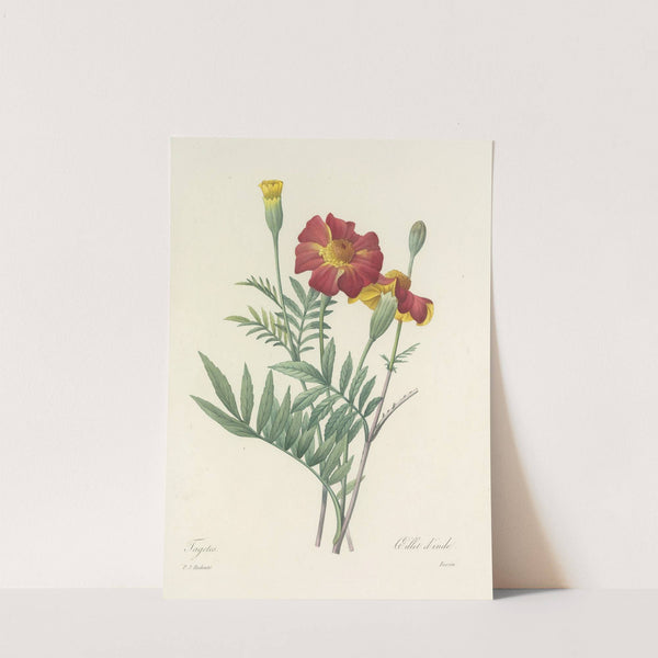 Choix des plus belles fleurs pl 104 by Pierre Joseph Redouté