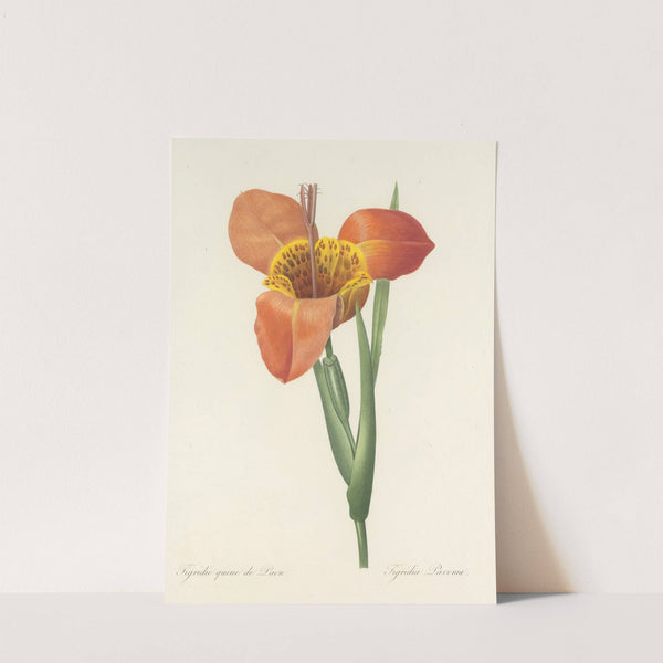 Choix des plus belles fleurs pl 105 by Pierre Joseph Redouté