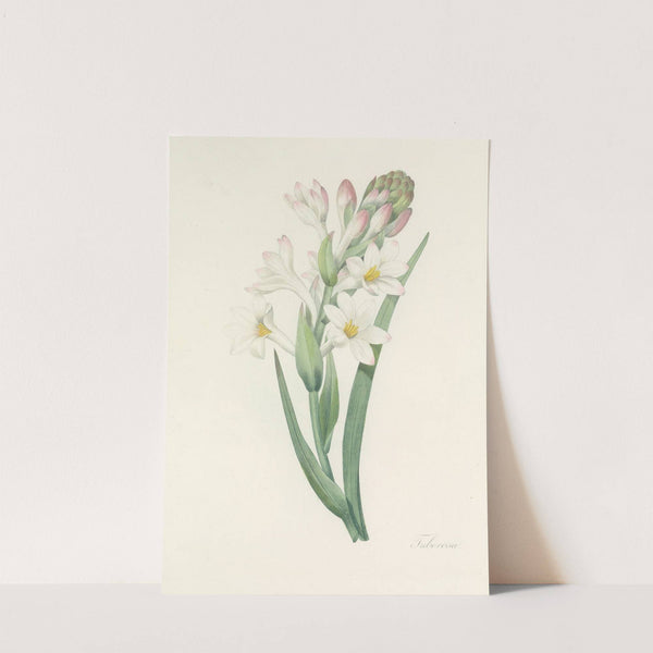 Choix des plus belles fleurs pl 107 by Pierre Joseph Redouté