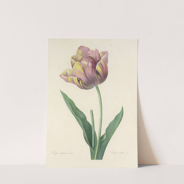 Choix des plus belles fleurs pl 109 by Pierre Joseph Redouté