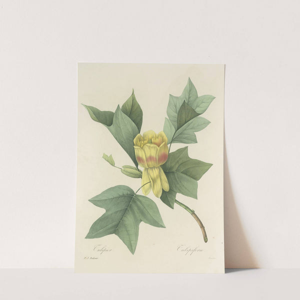 Choix des plus belles fleurs pl 110 by Pierre Joseph Redouté