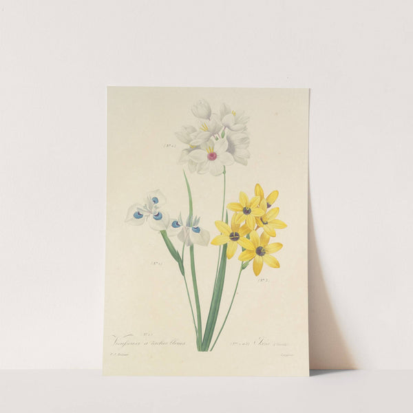 Choix des plus belles fleurs pl 111 by Pierre Joseph Redouté