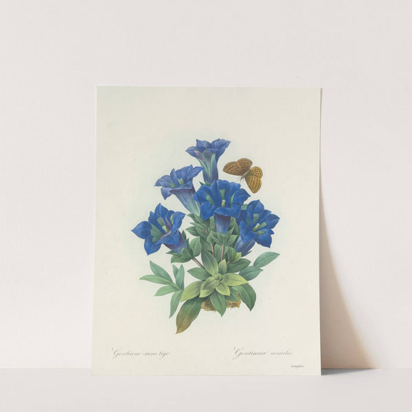 Choix des plus belles fleurs pl 112 by Pierre Joseph Redouté