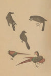 Chōjū ryakugashiki, Pl.28