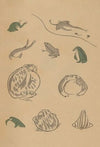 Chōjū ryakugashiki, Pl.37