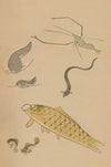 Chōjū ryakugashiki, Pl.41