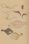 Chōjū ryakugashiki, Pl.44