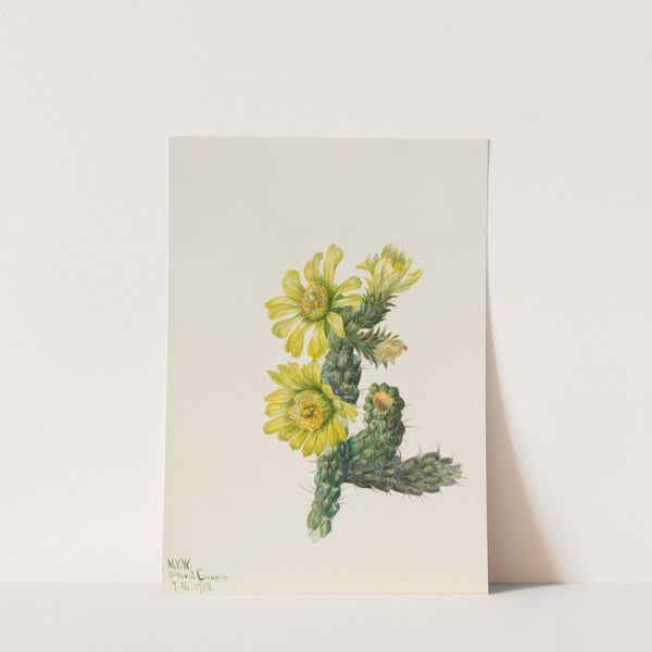 Cholla Opuntia whipplei (1938) by Mary Vaux Walcott