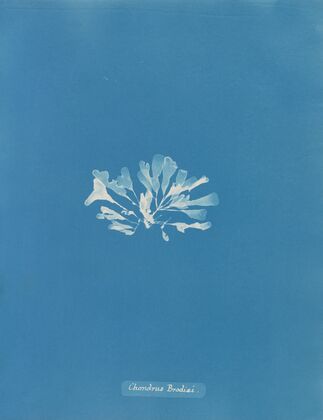 Chondrus Brodiæi