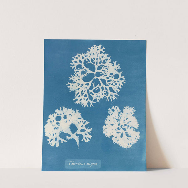 Chondrus crispus by Anna Atkins