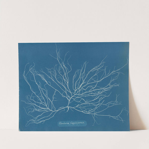 Chordaria flagelliformis. by Anna Atkins
