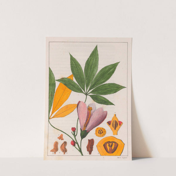 Chorisia Speciosa (1824-1828) by Auguste de Saint-Hilaire