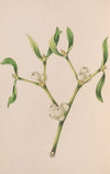 Christmas Rose