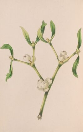 Christmas Rose