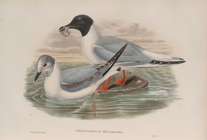 Chroicocephalus philadelphia. Bonaparte’s Gull. (1862-1873)