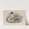 Chroicocephalus philadelphia. Bonaparte’s Gull. (1862-1873) by John Gould