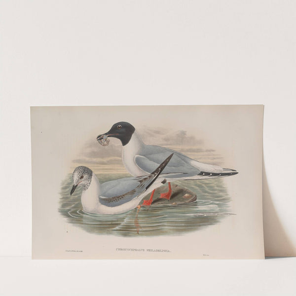 Chroicocephalus philadelphia. Bonaparte’s Gull. (1862-1873) by John Gould
