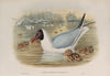 Chroicocephalus ridibundus. Black-headed Gull. (1862-1873)