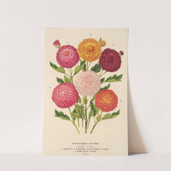 Chrysanthèmes d’automne by Charles Antoine Lemaire