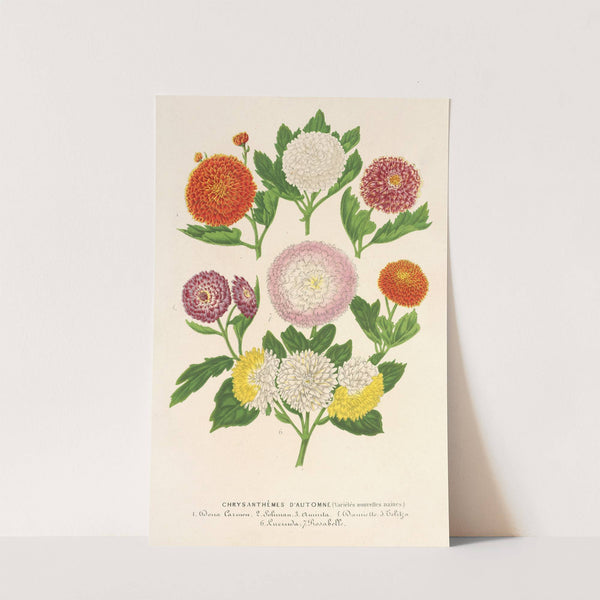 Chrysanthèmes d’automne (variétés naines) by Charles Antoine Lemaire