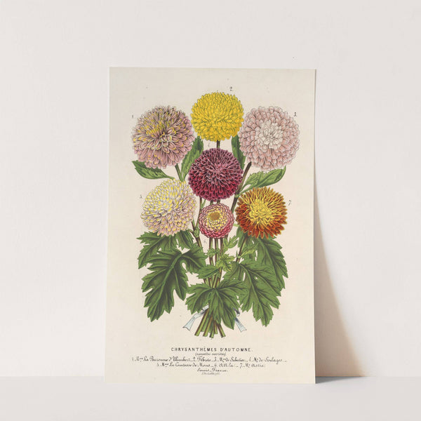 Chrysanthèmes nains d'automne by Charles Antoine Lemaire