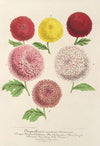 Chrysanthèmes nains (nouveaux) d’Automne
