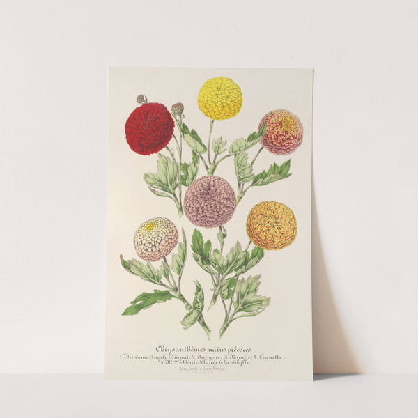 Chrysanthèmes nains précoces by Charles Antoine Lemaire