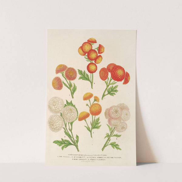 Chrysanthèmes (nouveaux) Lilluputiens by Charles Antoine Lemaire