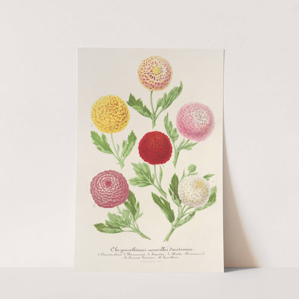 Chrysanthèmes nouvelles d'automne by Charles Antoine Lemaire