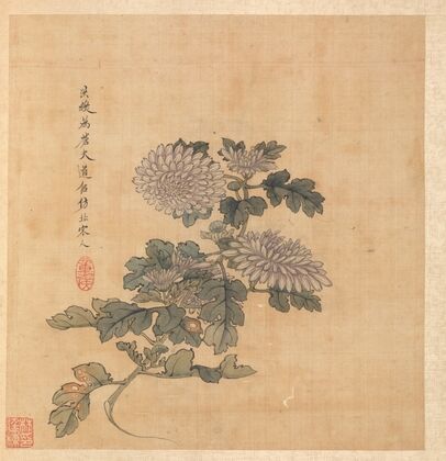 Chrysanthemum