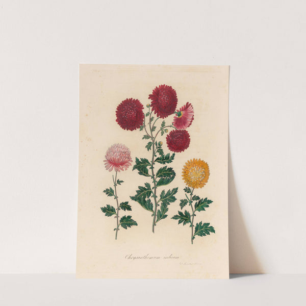 Chrysanthemum indicum (1818-1824) by Gaetano Savi