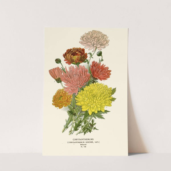 Chrysanthemum Sinense (1896-1897) by Edward Step