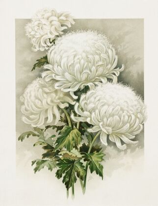 Chrysanthemums