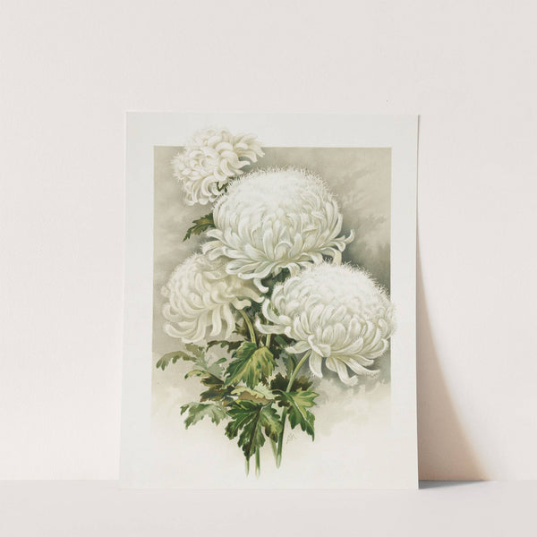 Chrysanthemums by Ferdinand Schuyler Mathews