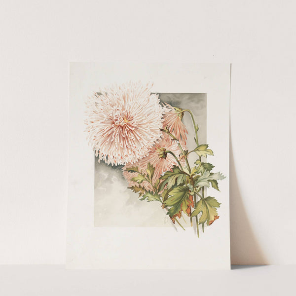 Chrysanthemums by James Callowhill