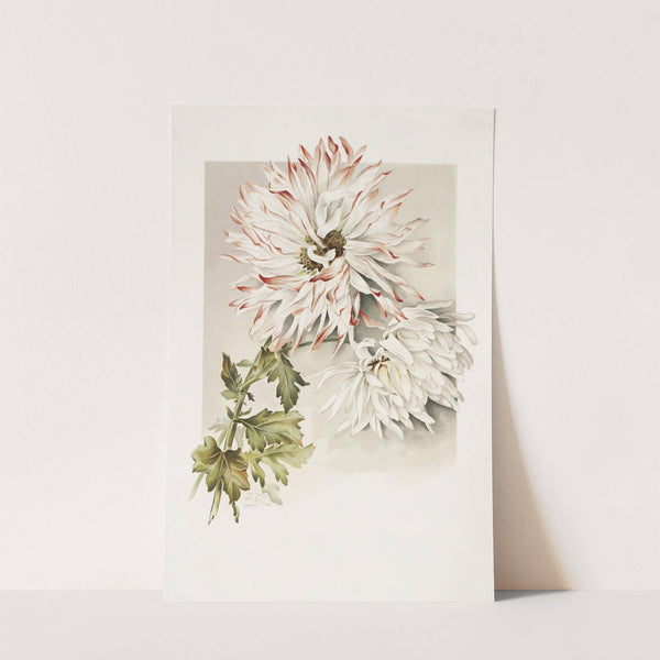 Chrysanthemums by Sidney Thomas Callowhill