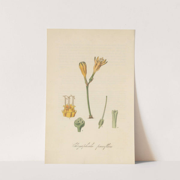 Chrysiphiala pauciflora by William Jackson Hooker