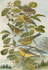 Chrysomitris spinus, Chrysomitris citrinella, Chrysomitris corsicanus (Kònig)