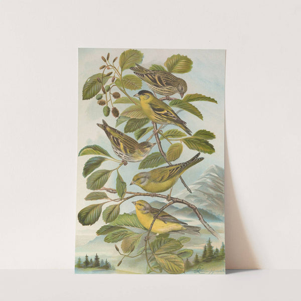 Chrysomitris spinus, Chrysomitris citrinella, Chrysomitris corsicanus (Kònig) by Johann Friedrich Naumann