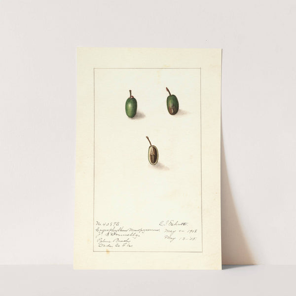 Chrysophyllum cainito (1908) by Ellen Isham Schutt