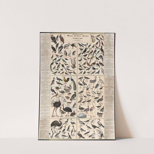 Chstematisch zusammengesteilter Wand, Bilder, Atlas zur Naturgeschichte der Bögel by Forbes Co.