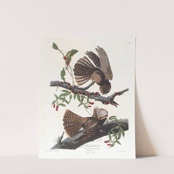 Chuck will's widow by John James Audubon