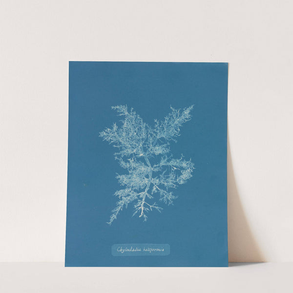 Chylocladia kaliformis (1843-1853) by Anna Atkins