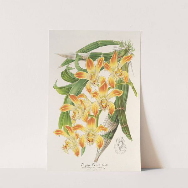 Chysis lævis by Charles Antoine Lemaire