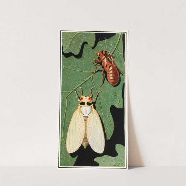 Cicada by Robert Evans Snodgrass