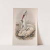 Ciconia alba. Stork. (1862-1873) by John Gould