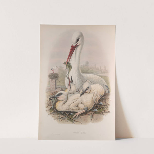 Ciconia alba. Stork. (1862-1873) by John Gould