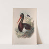 Ciconia nigra. Black Stork. (1862-1873) by John Gould