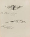 Cigale en bronze et Plume or (1882-1883)