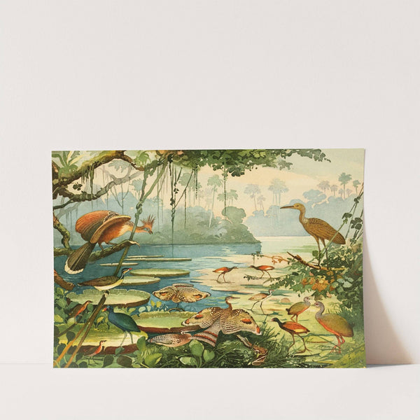 Cigana, Pavão do Pará, Carão, Piaçoca, Saracura, Açanã, Ipequy by Emil August Göldi